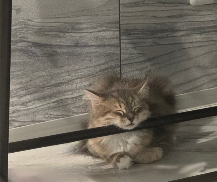 寝ている銀の助