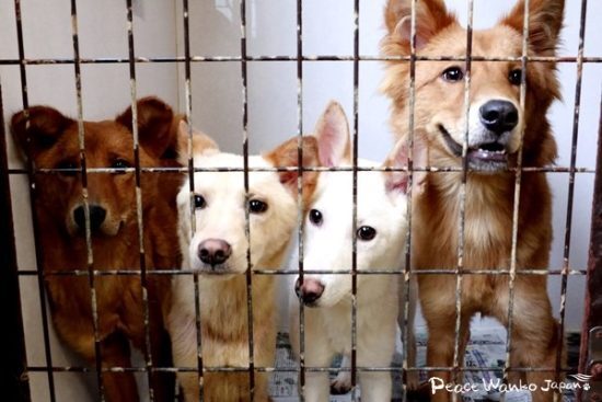 動物愛護センターに収容されていたワンコ