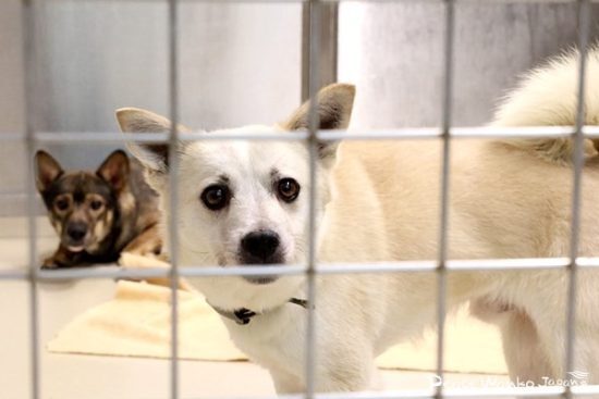 ワンコたちは不安そうな表情で私たちを観察していました