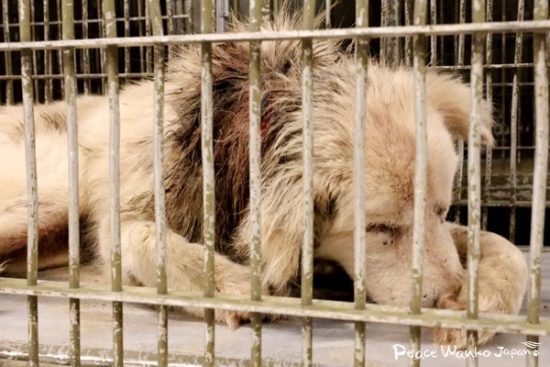 生きようとして最後まで頑張った「ルシウス」