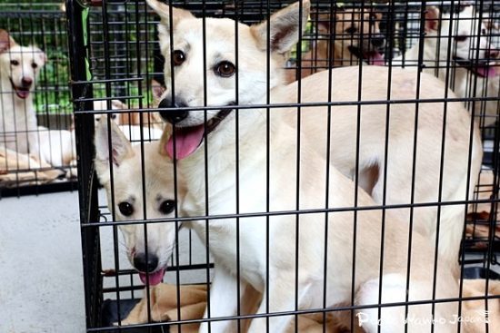 保護されてピースワンコにやってきたワンコたち