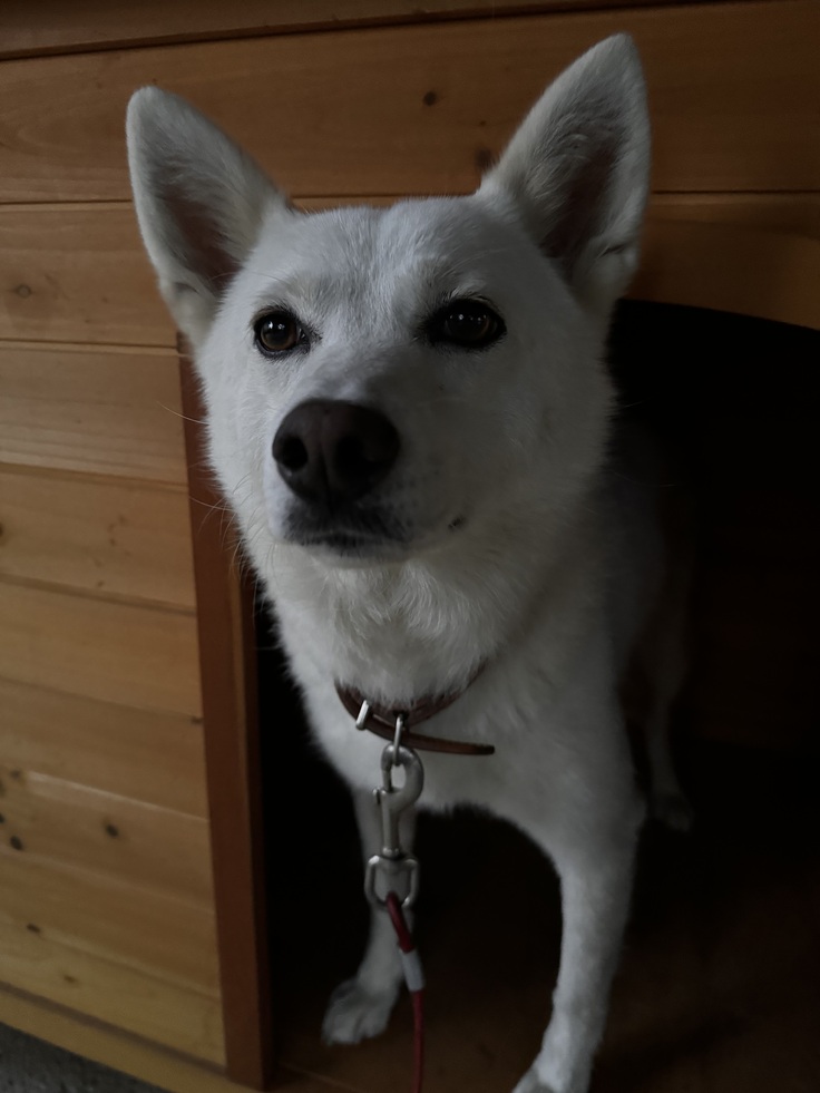 家の保護犬バニラです！