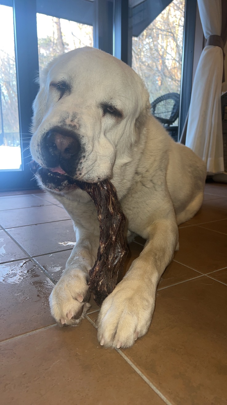 弟保護犬のオーディーです！