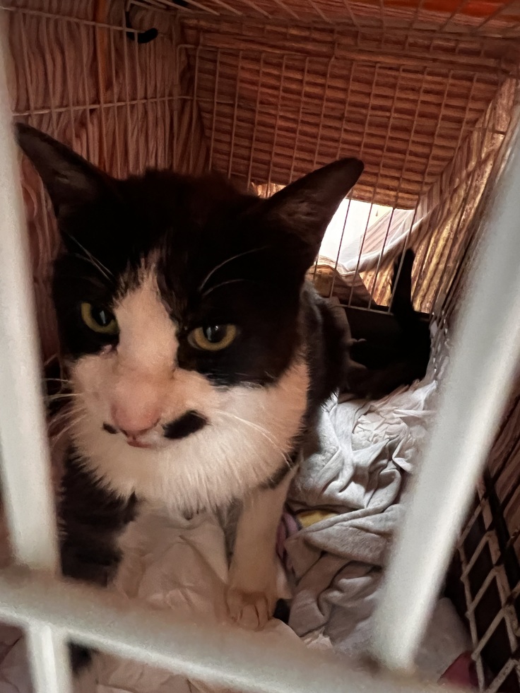 一番最近保護したオセロです！