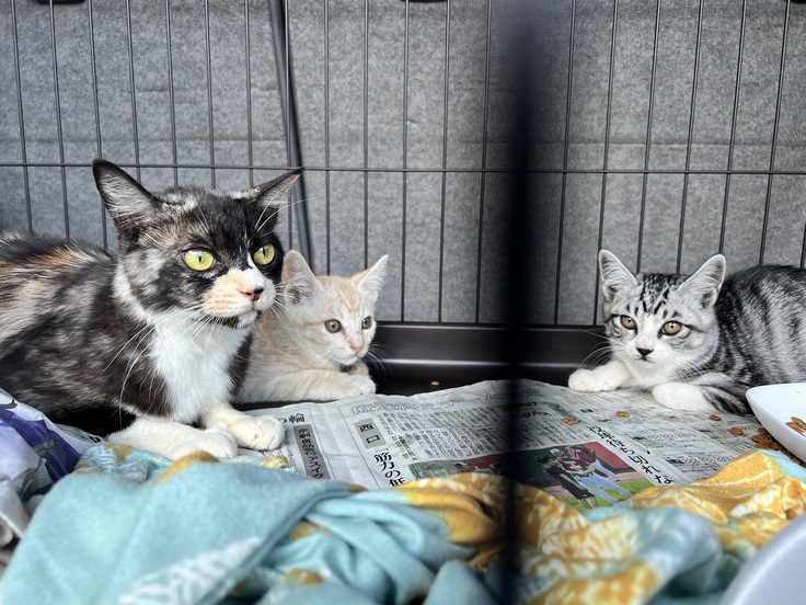 去年保護することができたタマと子供たち。