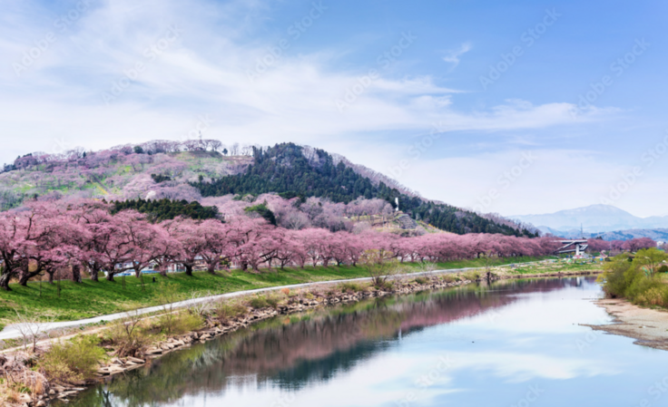 ネットからお借りしてます！大河原の千本桜です。