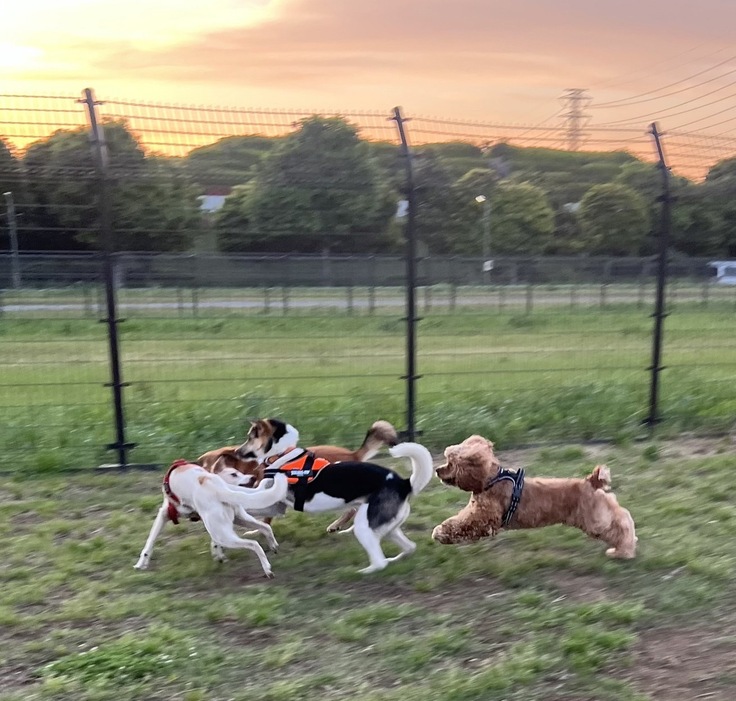 今現在のメイは、ドッグランでお友達と走り回れるようになりました。