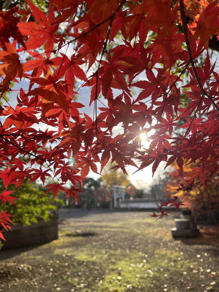 紅葉の頃の境内の様子