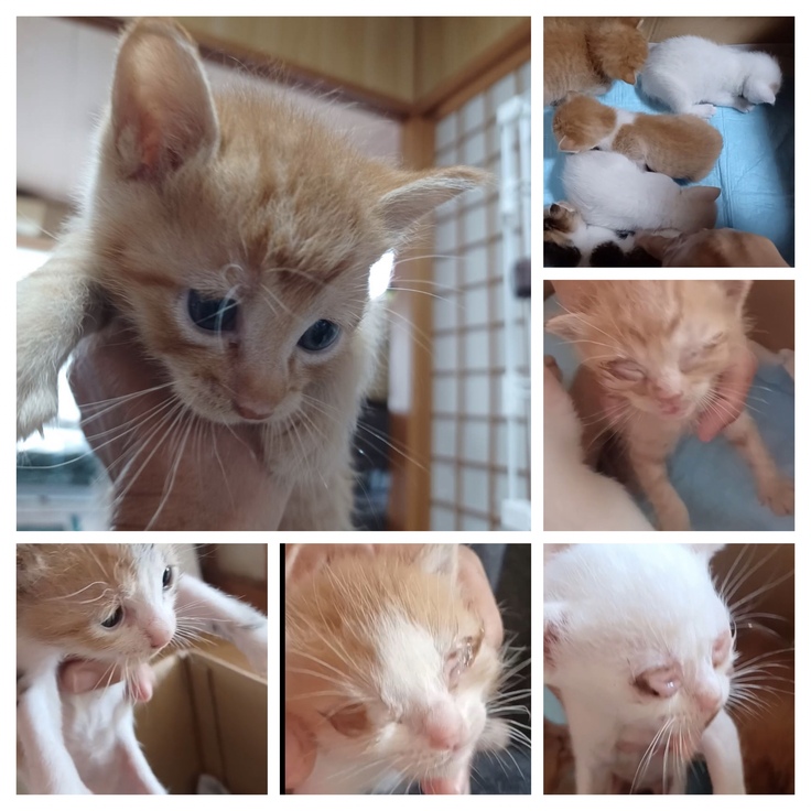 保護をした子猫たち...