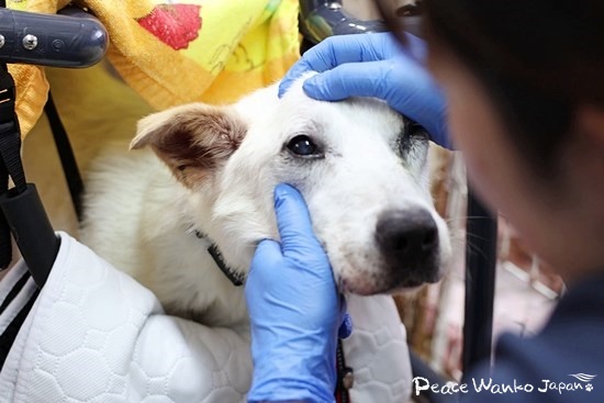 傷つけているところはないか、スタッフが優しくチェックします