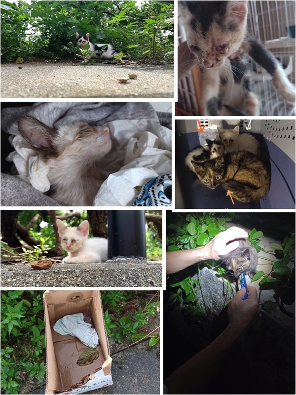 さらに5匹の子猫を保護しました