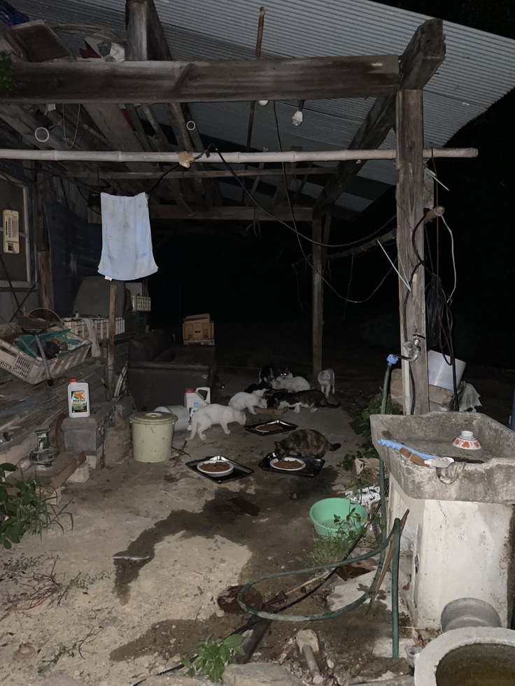 山の中に遺棄された猫さん達