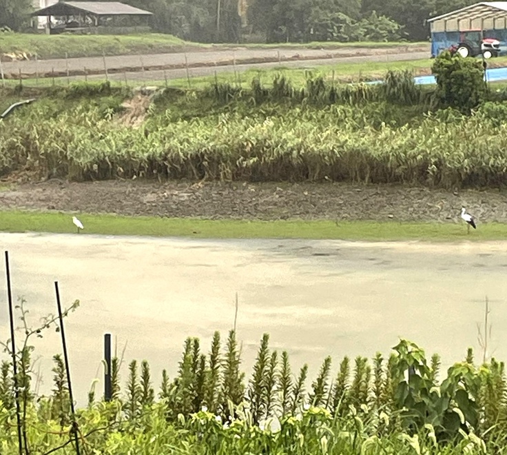 写真は、この時期になると数羽飛んでくるというコウノトリ。「大食漢なのでエサがなくなったらいなくなります笑」と厚美さん。