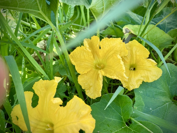 バターナッツかぼちゃの花