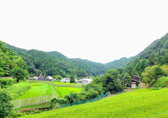 栢森2024夏