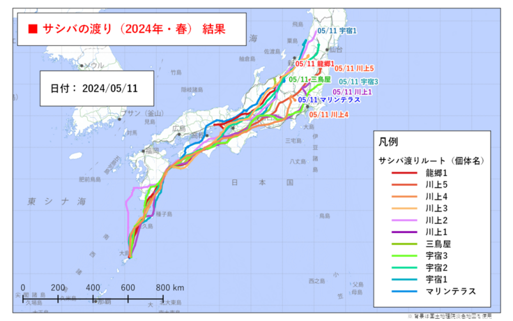 サシバの春の渡り2024