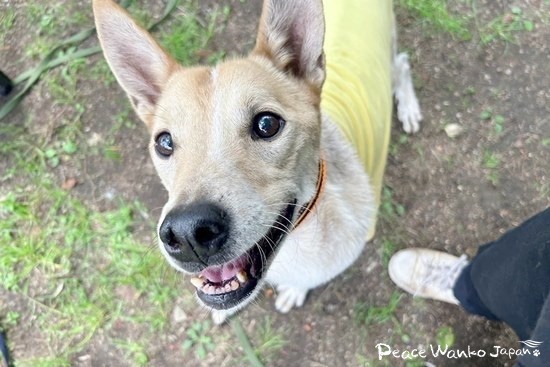 ちょっと人見知りだけど、人は嫌いじゃない「スチーム」