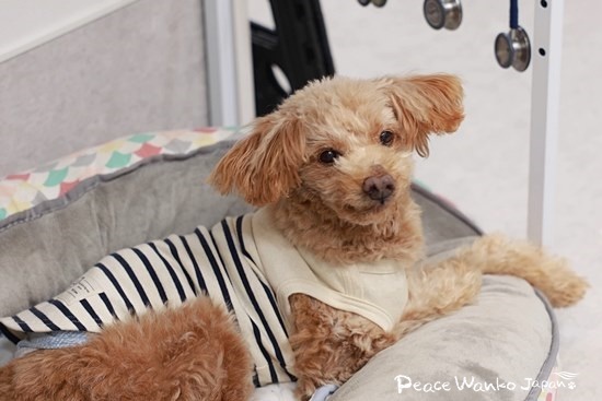 奇跡の出会いで幸せをつかんだ老犬「プラット」