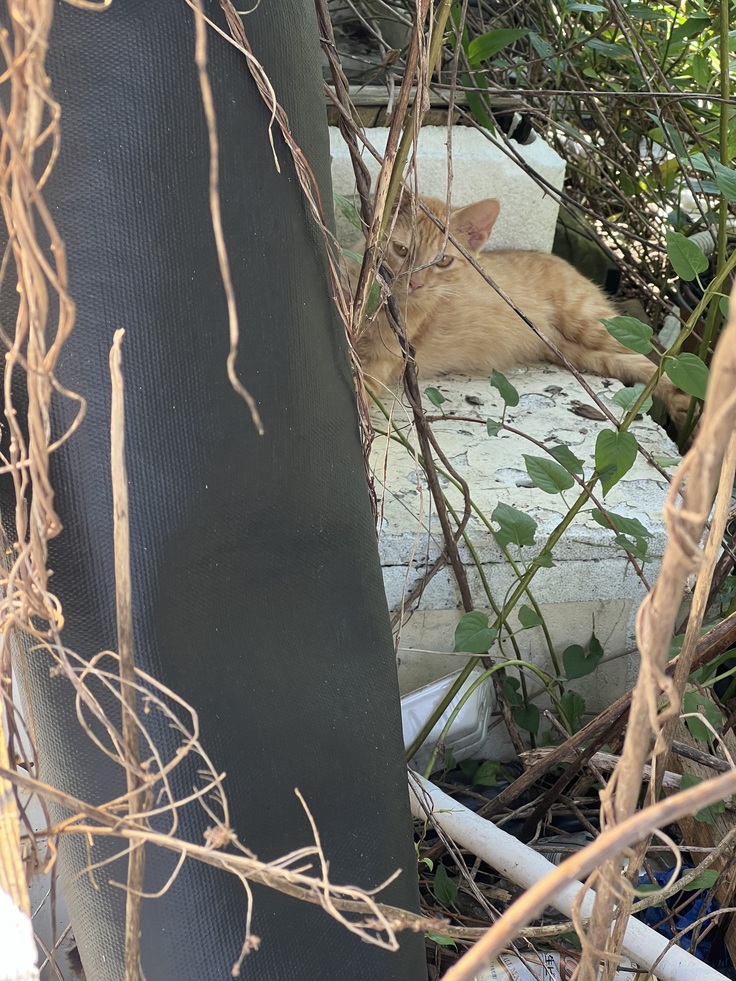 地域猫達の見守りと、保護