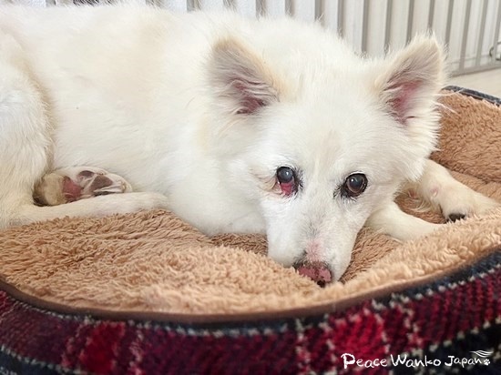 推定7歳の「アビゲイル」。2019年11月に保護されてピースワンコにやってきました