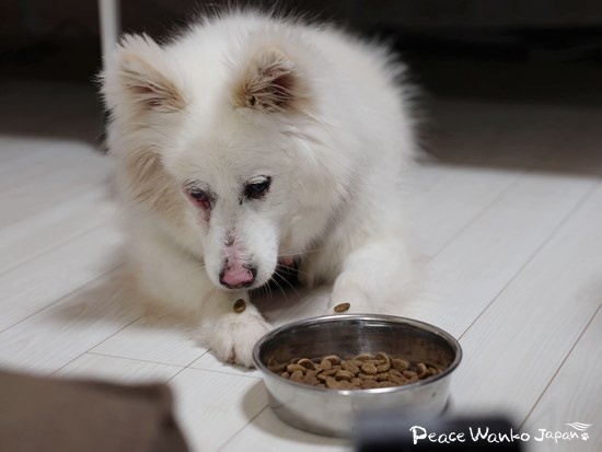 初めての環境に緊張して、なにも口にできない「アビゲイル」