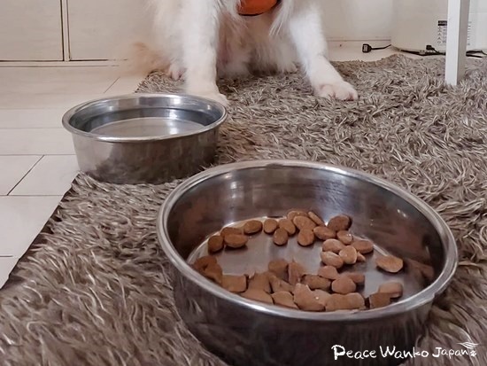 「アビゲイル」は夜中にごはんを食べていました！