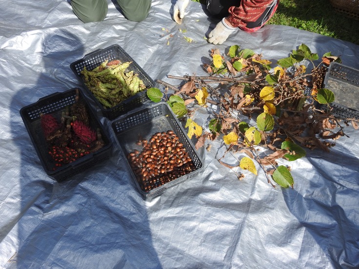 新たな箇所に防草シートを敷設し、10種30ポットの実生群ポット苗の植栽