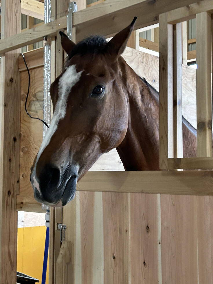 乗馬体験でお世話になるお馬さん達です(^^)