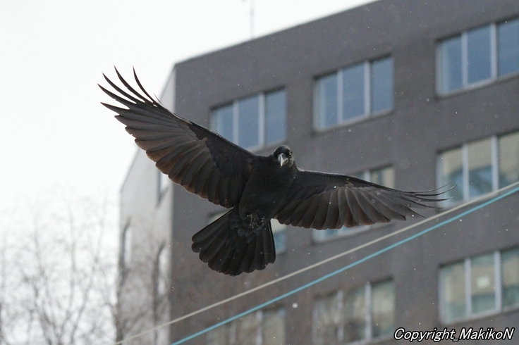 batch_編集ハシブトガラス (3).JPG