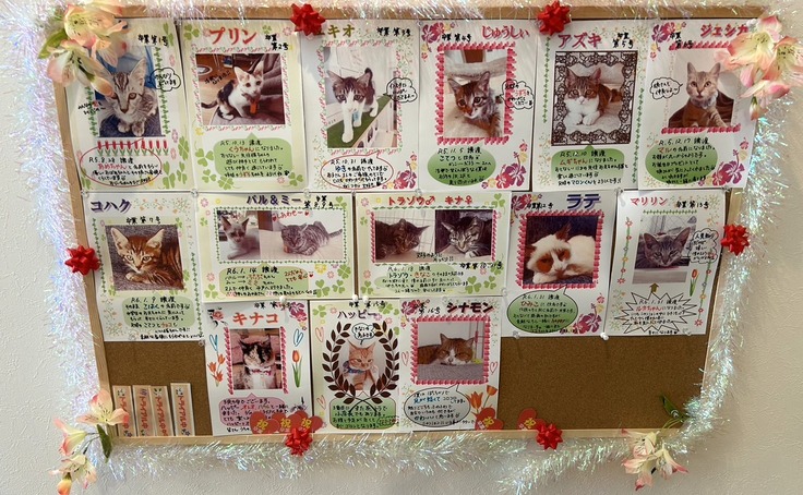 新しい家族を待つ猫の紹介