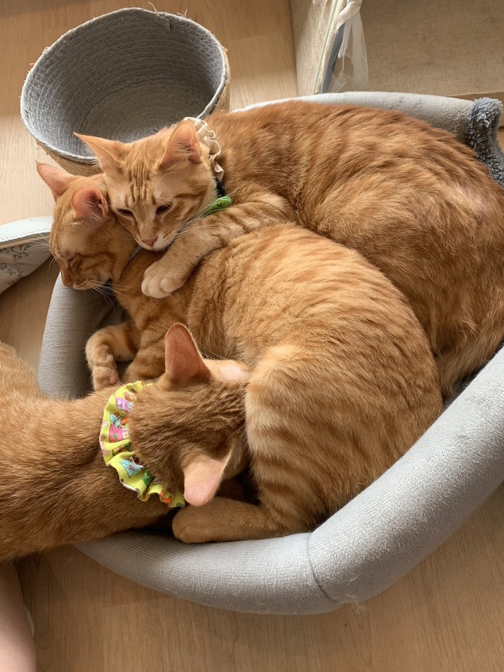 家族を待つ３匹の猫たち