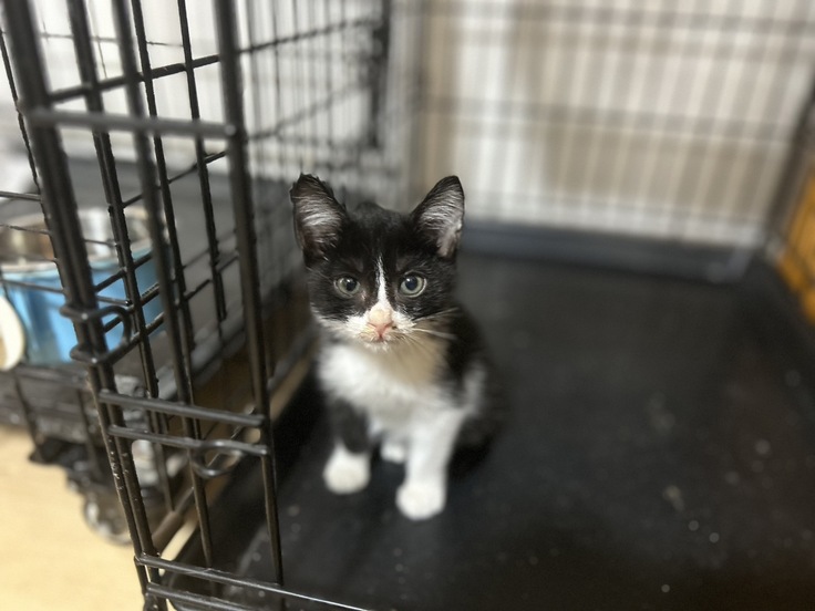 待ちわびる子猫