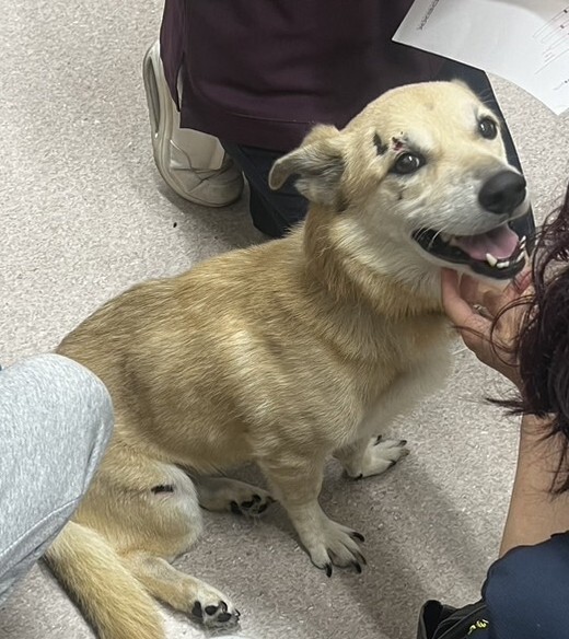 飼い主様との再会