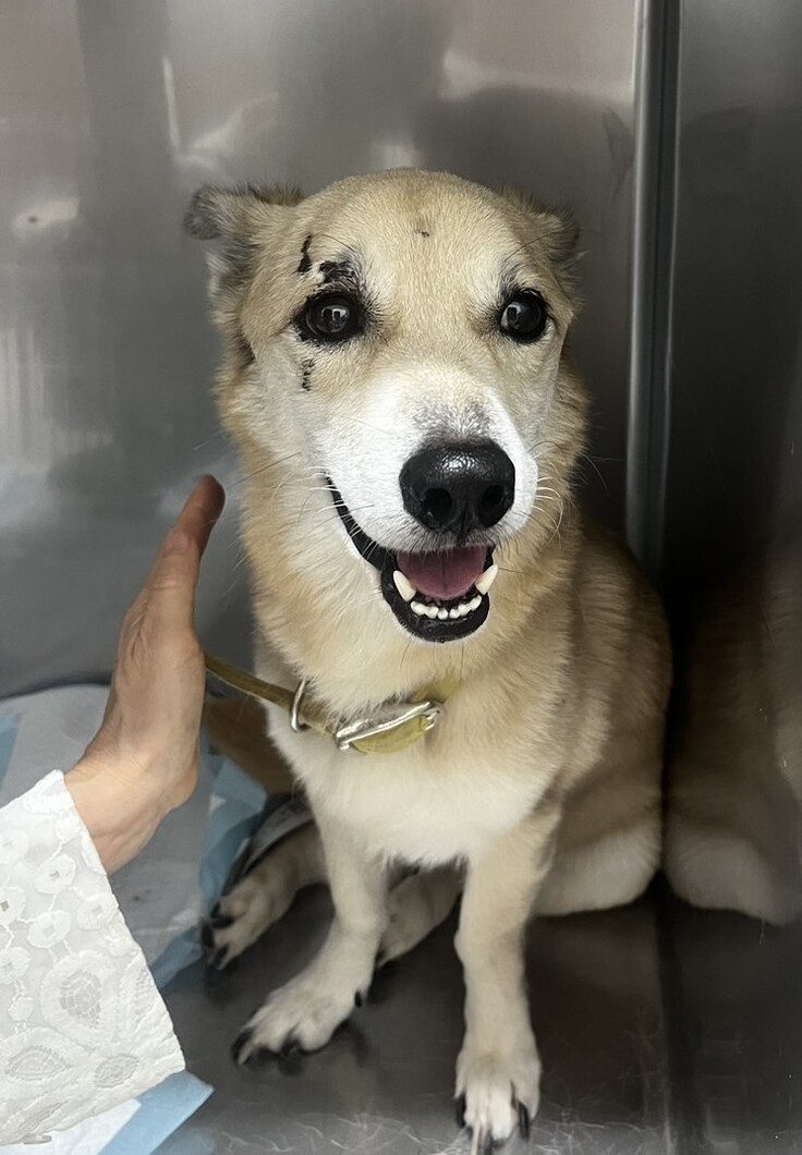 動物病院入院後