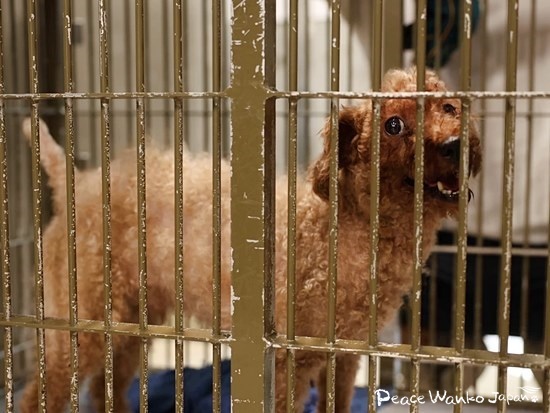 「咬傷犬」というレッテルを貼られていたトイプードル