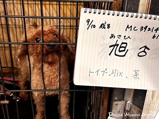「咬傷犬」と呼ばれていたトイプードルは「旭（あさひ）」と名付けられました