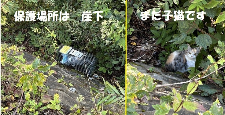 山の中に遺棄された、甘えん坊の可愛らしい子猫。爪や毛並みも手入れされているのに