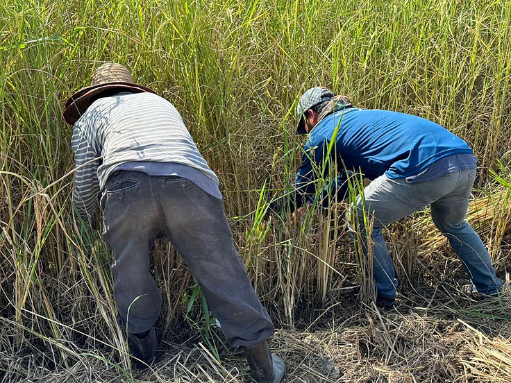 現地の刈り取り風景