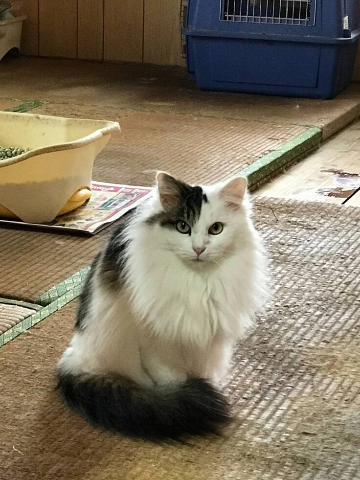 引き出し時のチーズ