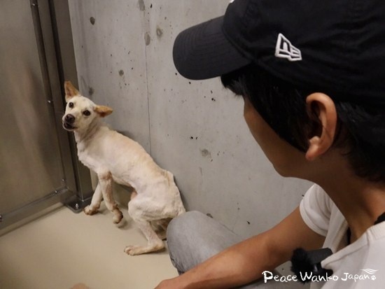 肋骨が見えるほどガリガリに痩せていました