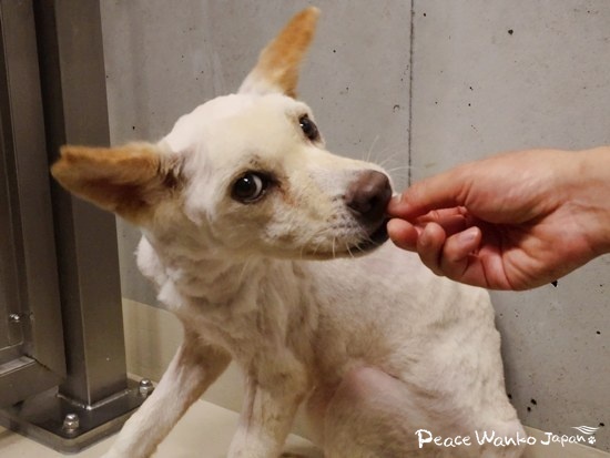 警戒しながらもオヤツを食べることが出来ました