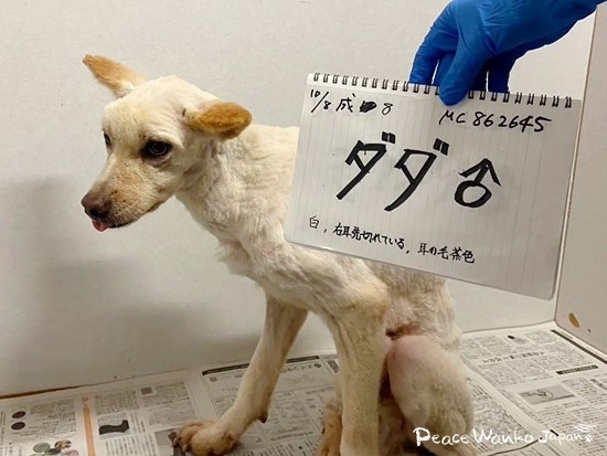 「ダダ」と名付けられ、第2の犬生スタート！