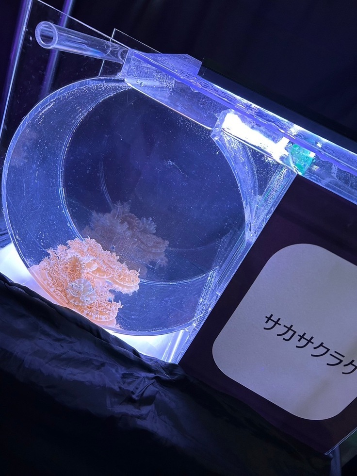 くらげ水槽