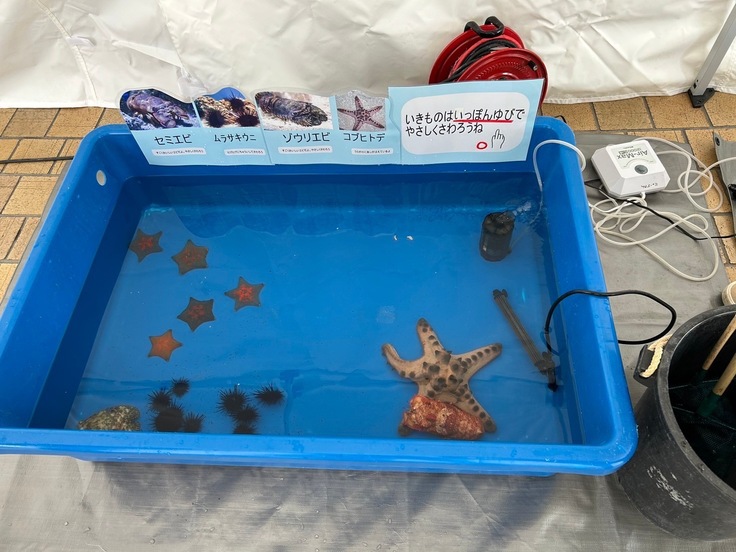 タッチングプール