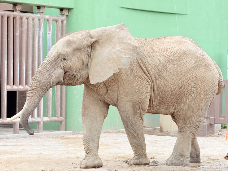 マルミミゾウのダイ