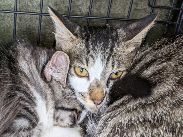 初めての譲渡会で緊張するしずく、しぐれ兄弟