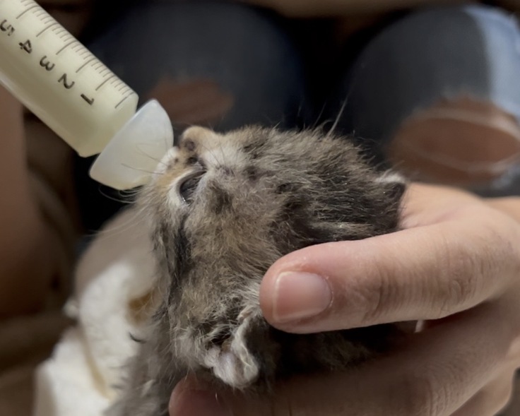 2~3時間おきに授乳が必要な乳飲み子ロビン