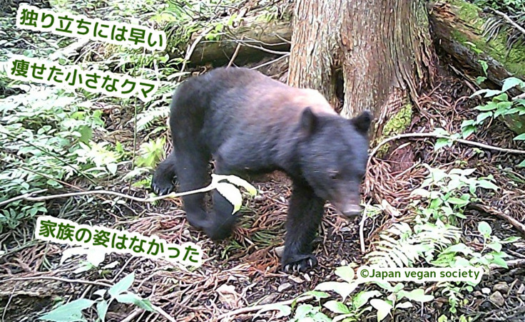 白山のクマ活動でカメラがとらえた小さなクマ