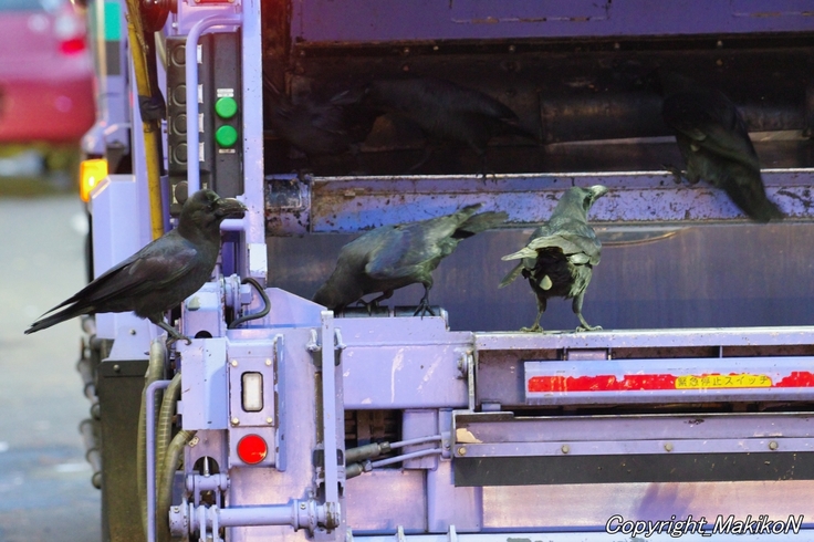 batch_IMGP60071128 (38).JPG