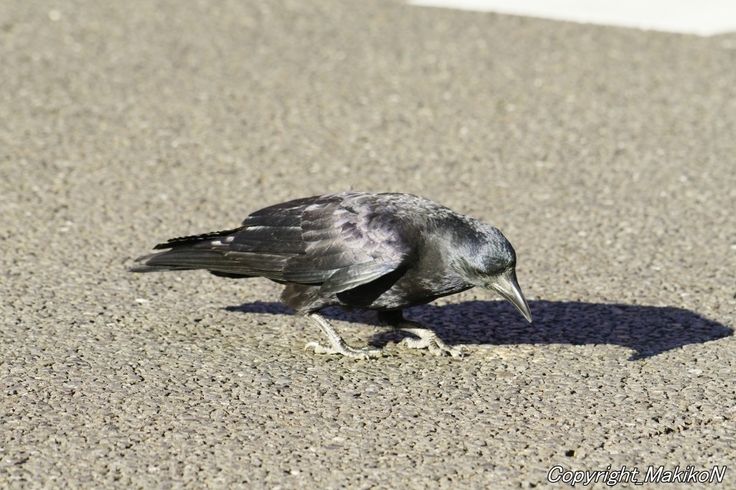 batch_IMGP78941201 (898).JPG